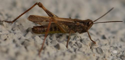 Réf. 312 169 : Chorthippus biguttulus biguttulus